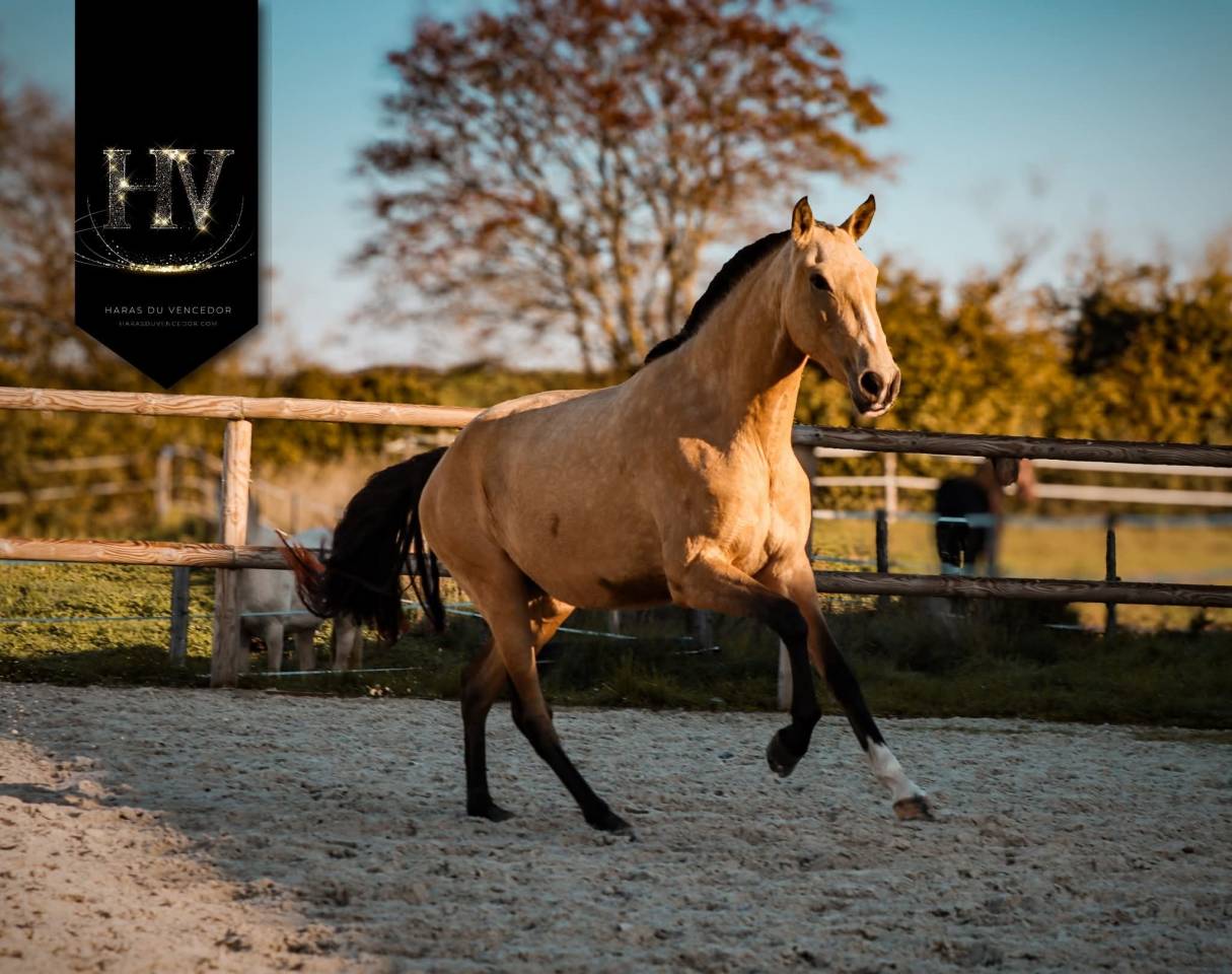 Filly Lusitano For sale 2023 Buckskin