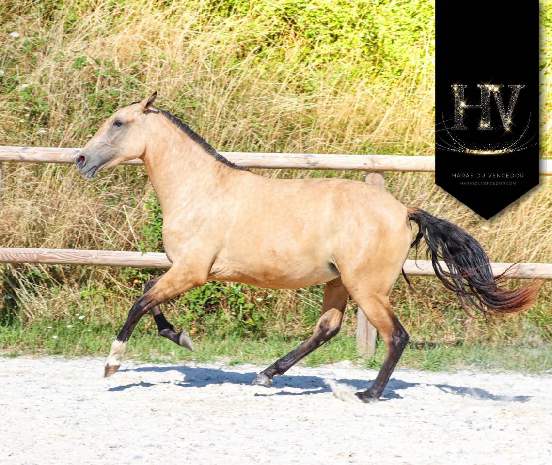 Filly Lusitano For sale 2023 Buckskin