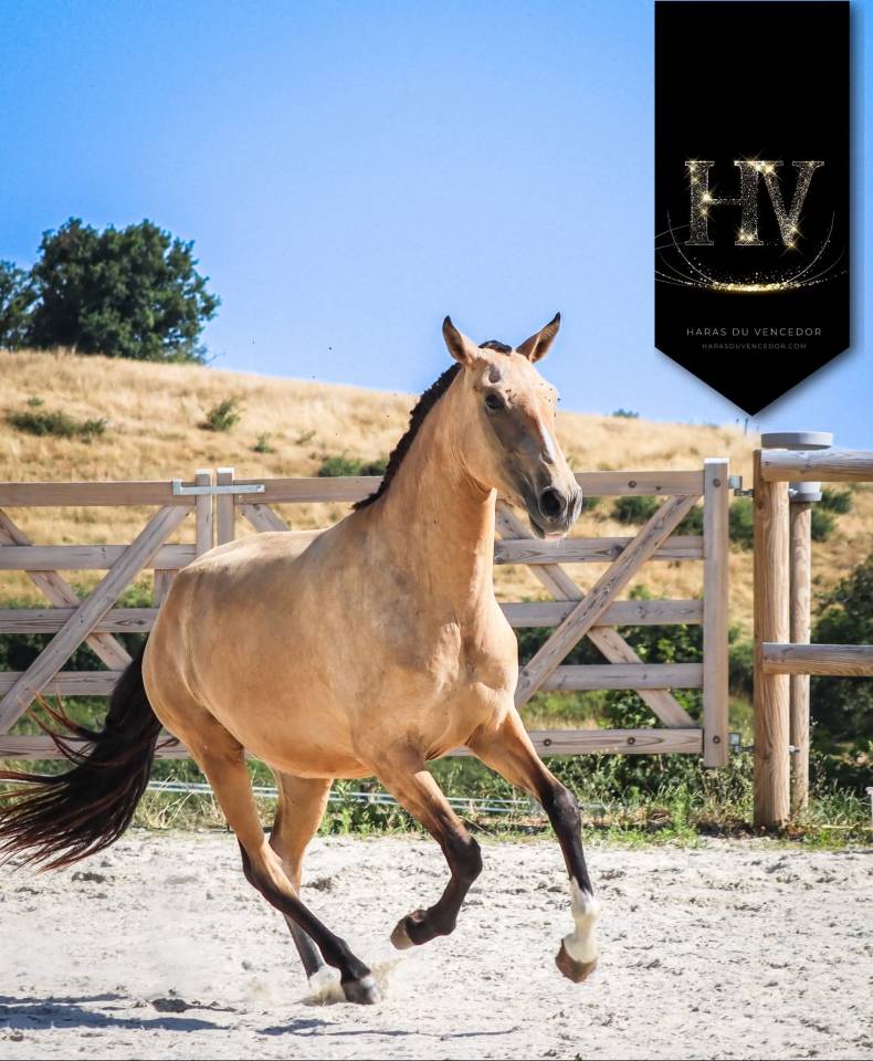 Filly Lusitano For sale 2023 Buckskin