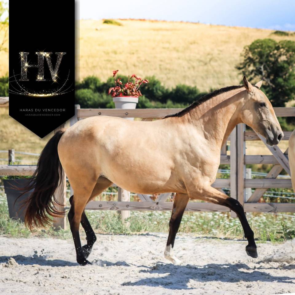 Filly Lusitano For sale 2023 Buckskin