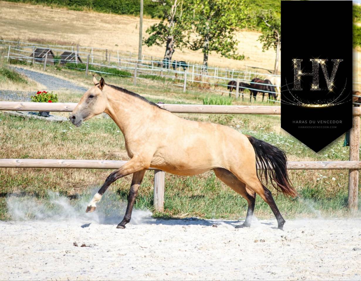 Filly Lusitano For sale 2023 Buckskin