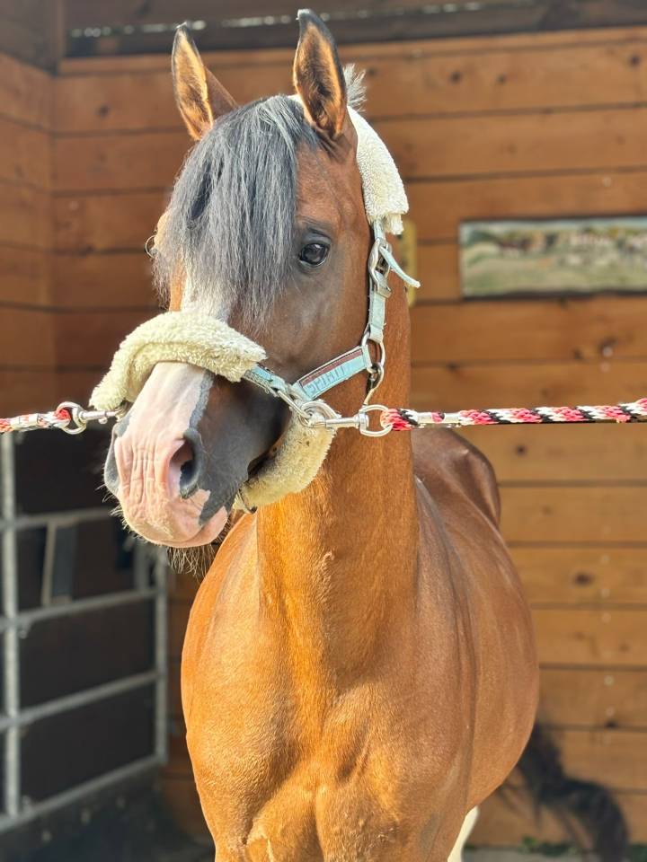 Entire Haflinger Part-Livery 2018 Bay