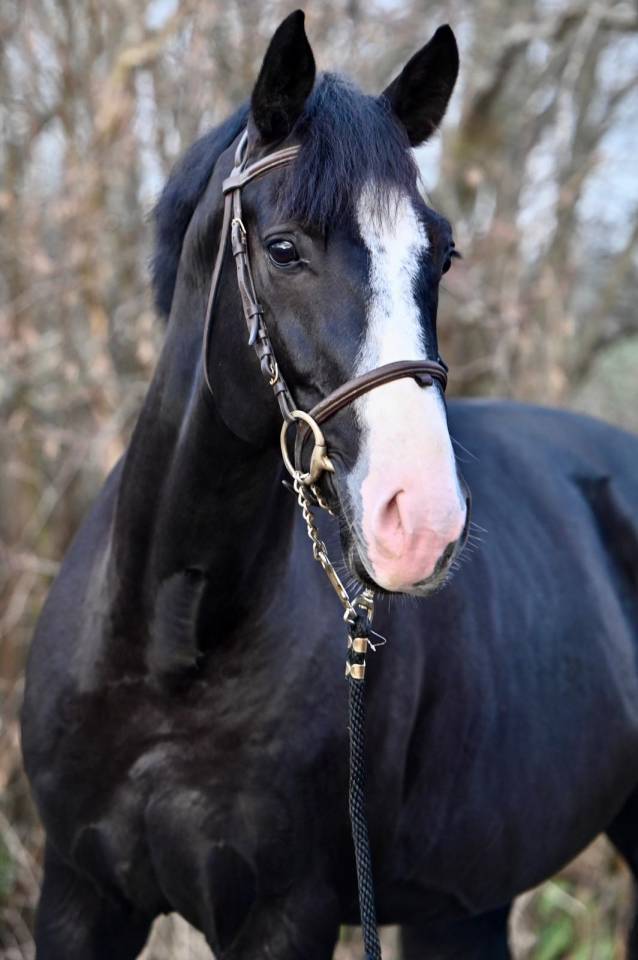 Gelding Zangersheide For sale 2020 Black