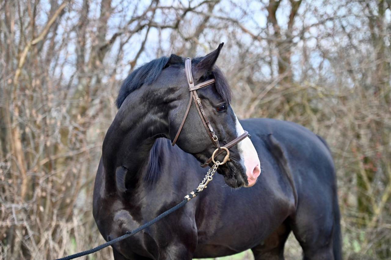 Gelding Zangersheide For sale 2020 Black