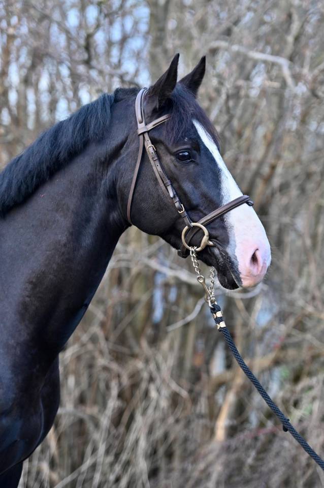 Gelding Zangersheide For sale 2020 Black