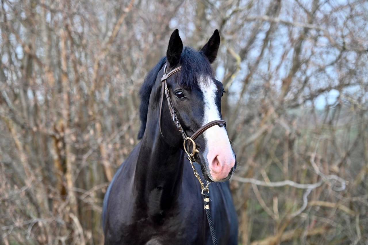 Gelding Zangersheide For sale 2020 Black