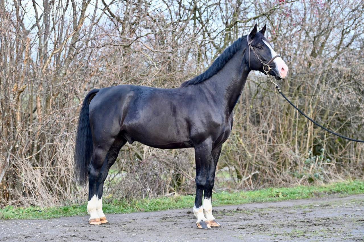 Gelding Zangersheide For sale 2020 Black