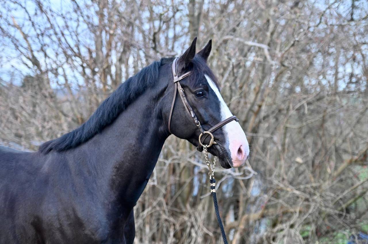 Gelding Zangersheide For sale 2020 Black