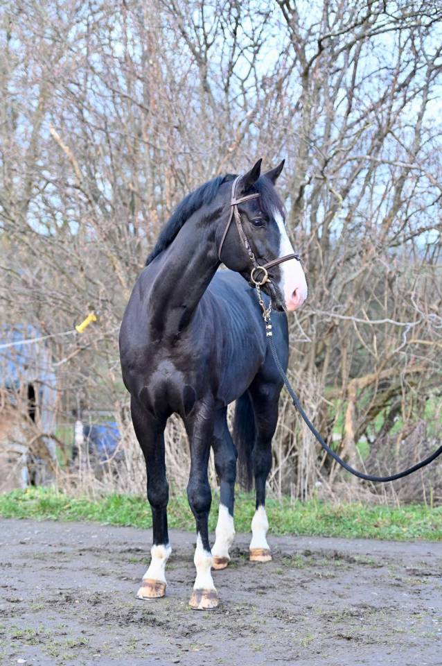 Gelding Zangersheide For sale 2020 Black