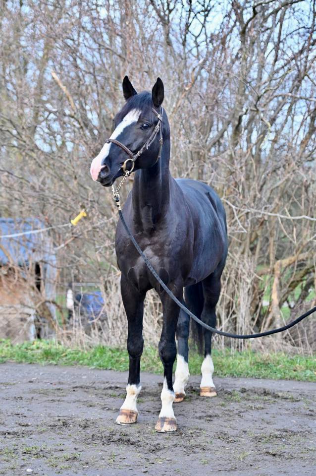 Gelding Zangersheide For sale 2020 Black
