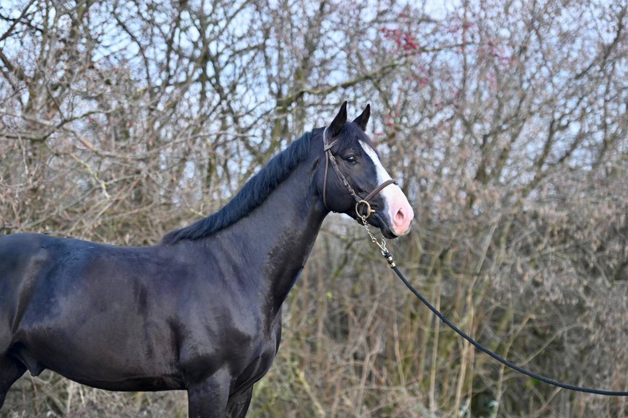 Gelding Zangersheide For sale 2020 Black