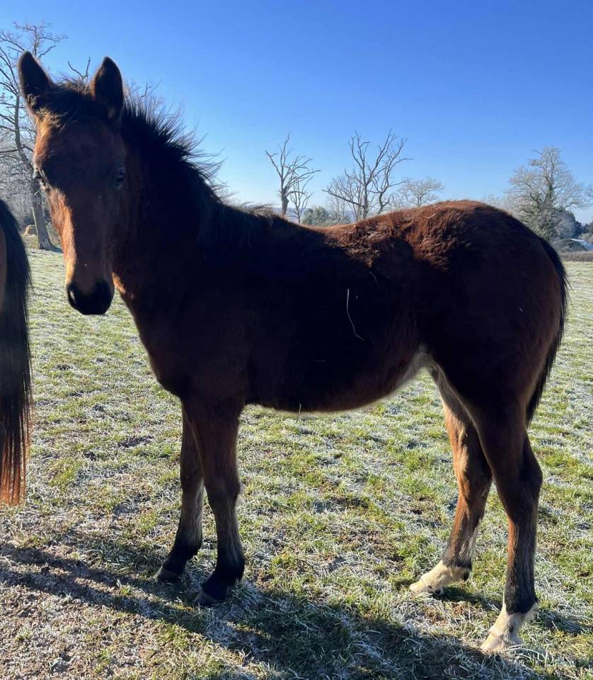 Colt Selle Fran&ccedil;ais For sale 2025 Bay