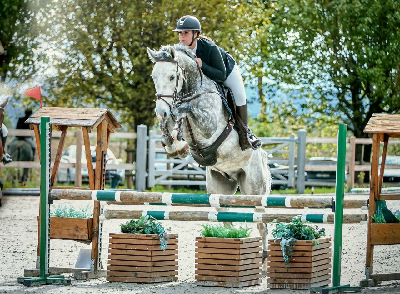 Gelding Zangersheide For sale 2021 Grey