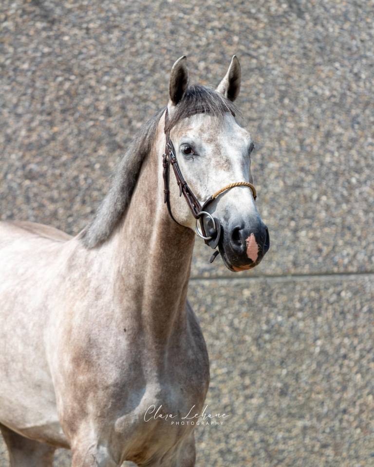 Gelding Zangersheide For sale 2021 Grey