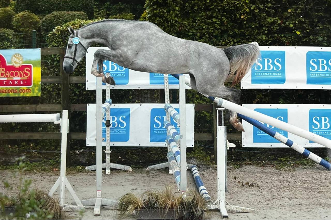 Gelding Zangersheide For sale 2021 Grey