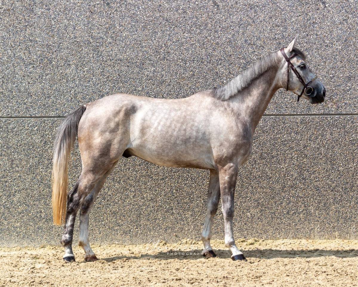 Gelding Zangersheide For sale 2021 Grey