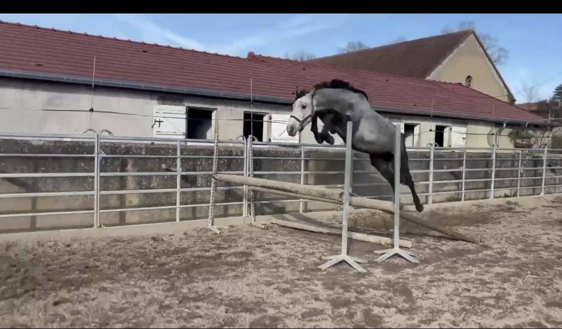 Entire Selle Fran&ccedil;ais For sale 2022 Grey