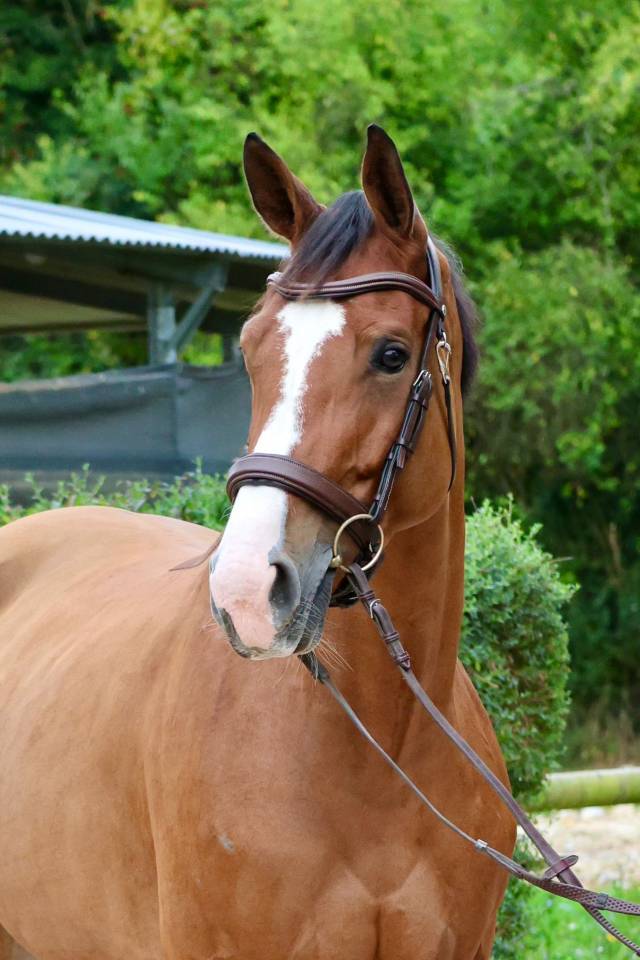 Mare Zangersheide For sale 2019 Bay