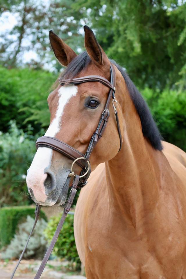 Mare Zangersheide For sale 2019 Bay