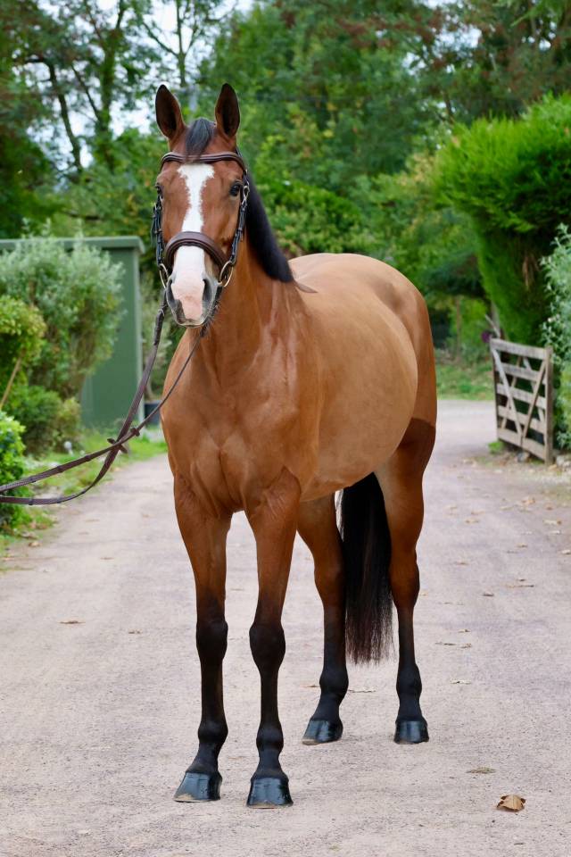 Mare Zangersheide For sale 2019 Bay