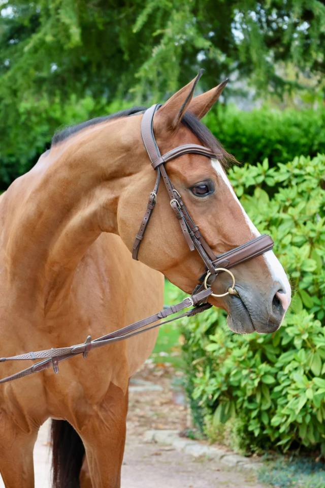 Mare Zangersheide For sale 2019 Bay