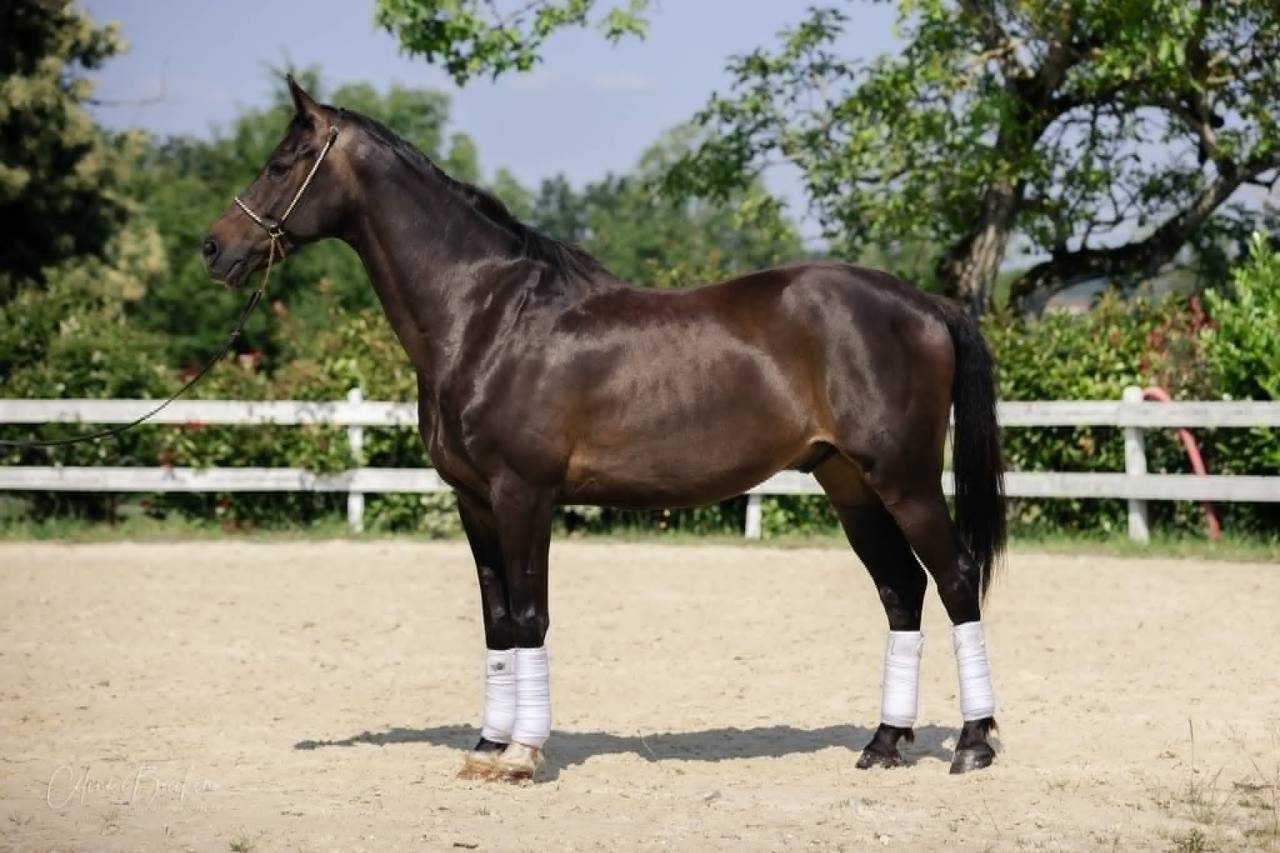 Gelding KWPN Dutch Warmblood For sale 2015 Dark Bay