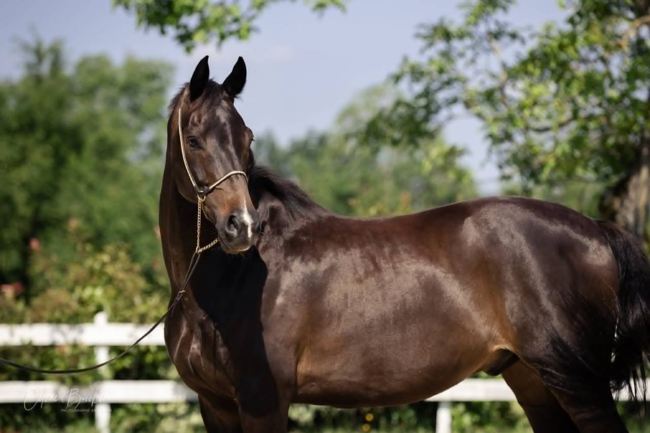 Gelding KWPN Dutch Warmblood For sale 2015 Dark Bay