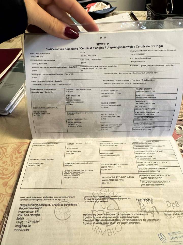 Gelding Belgian Riding Pony For sale 2016 Bay