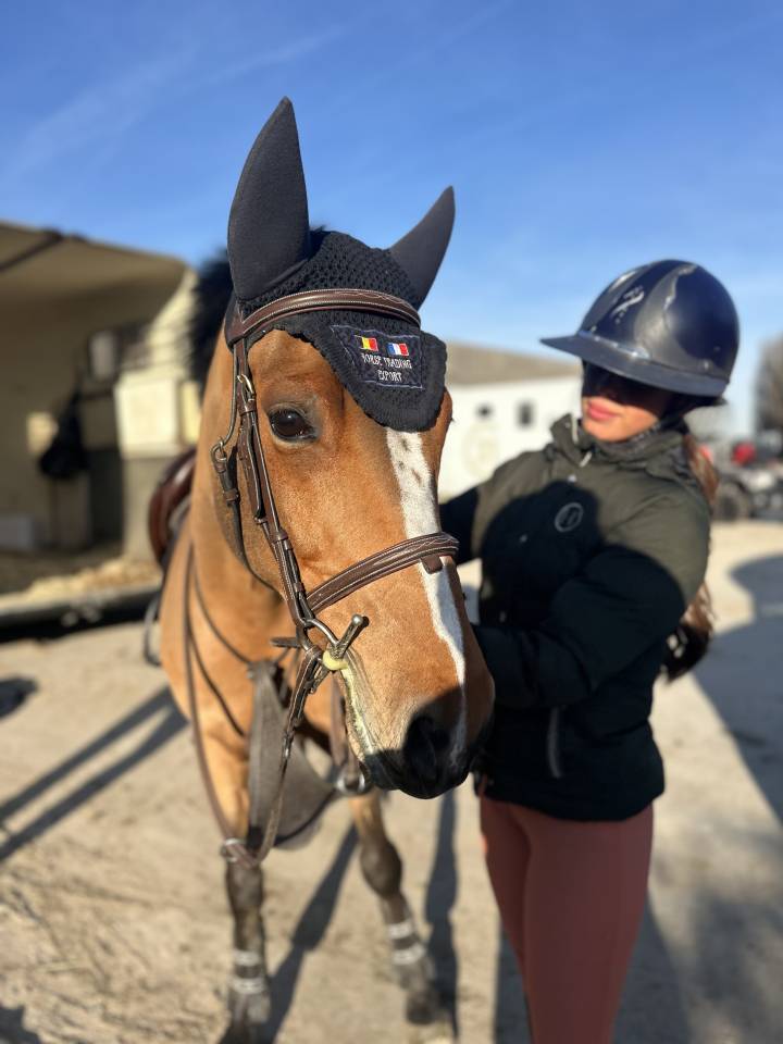 Gelding Belgian Riding Pony For sale 2016 Bay