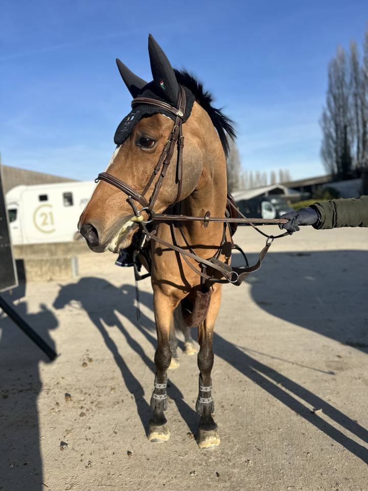 Gelding Belgian Riding Pony For sale 2016 Bay