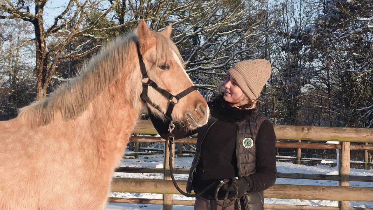 Mare French Saddle Pony For sale 2021 Palomino