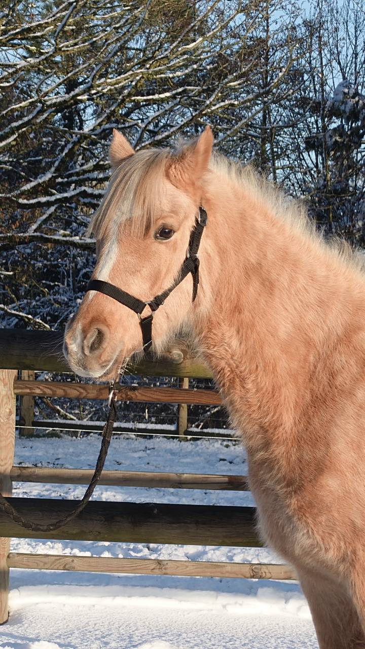 Mare French Saddle Pony For sale 2021 Palomino