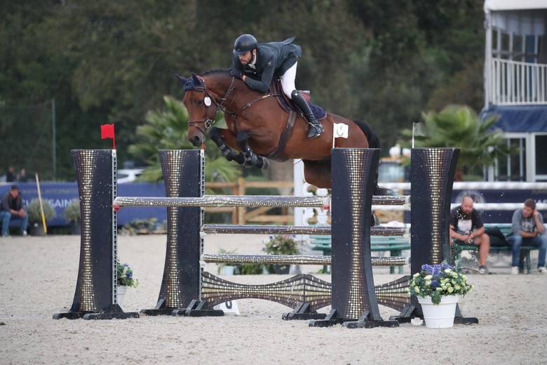 Gelding KWPN Dutch Warmblood For sale 2018 Bay