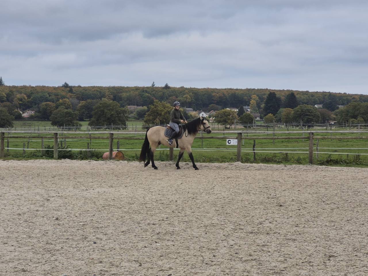 Gelding Connemara For sale 2021 Buckskin