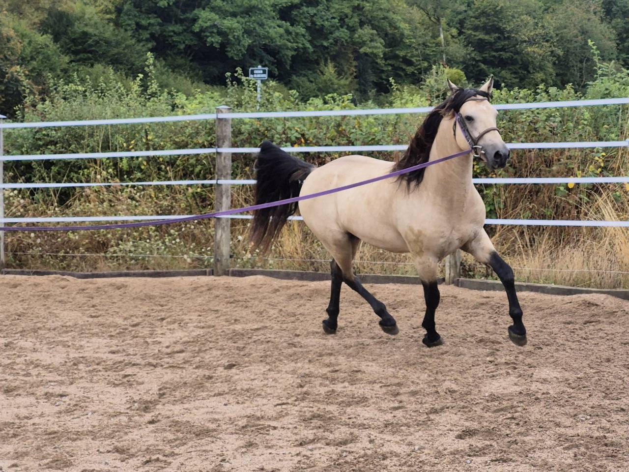 Gelding Connemara For sale 2021 Buckskin