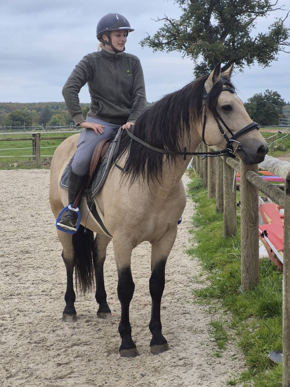 Gelding Connemara For sale 2021 Buckskin
