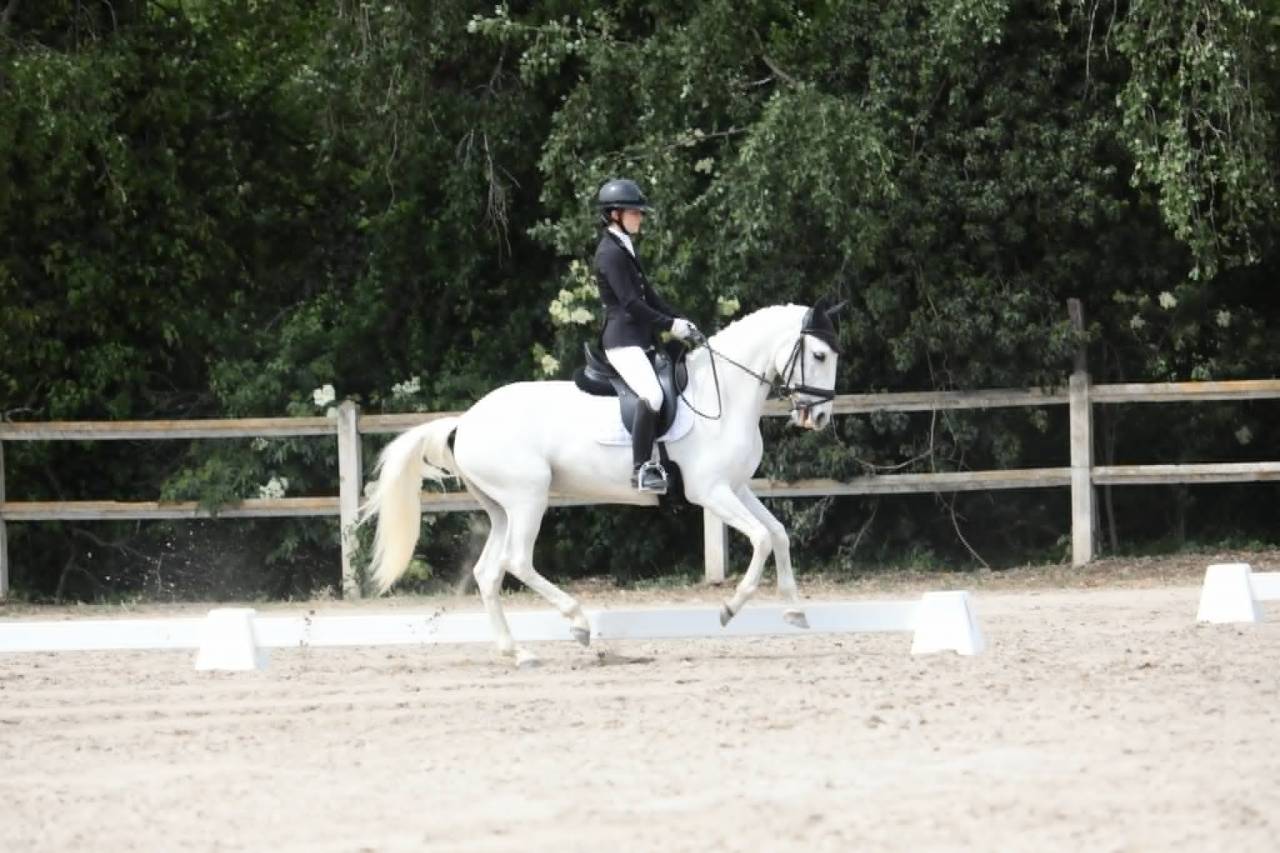 Mare Lusitano For sale 2014 White