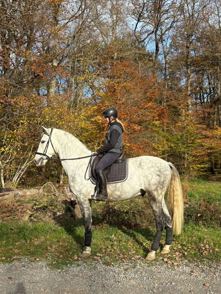 Gelding PRE Pure Spanish Bred For sale 2020 Grey