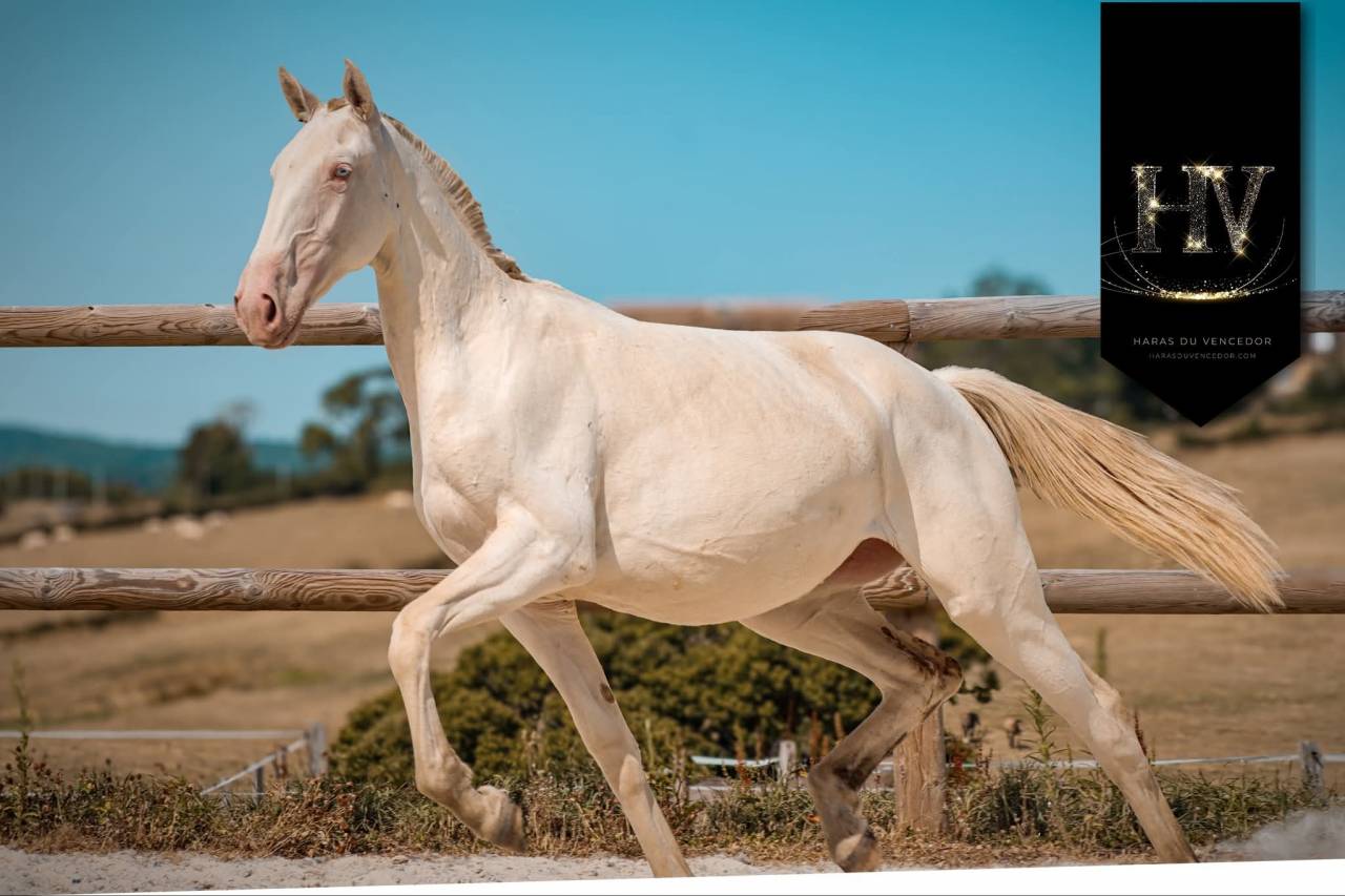 Filly Lusitano For sale 2024 Perlino