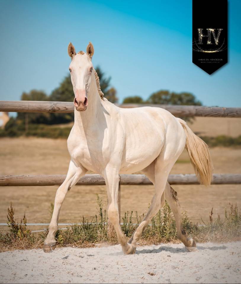 Filly Lusitano For sale 2024 Perlino
