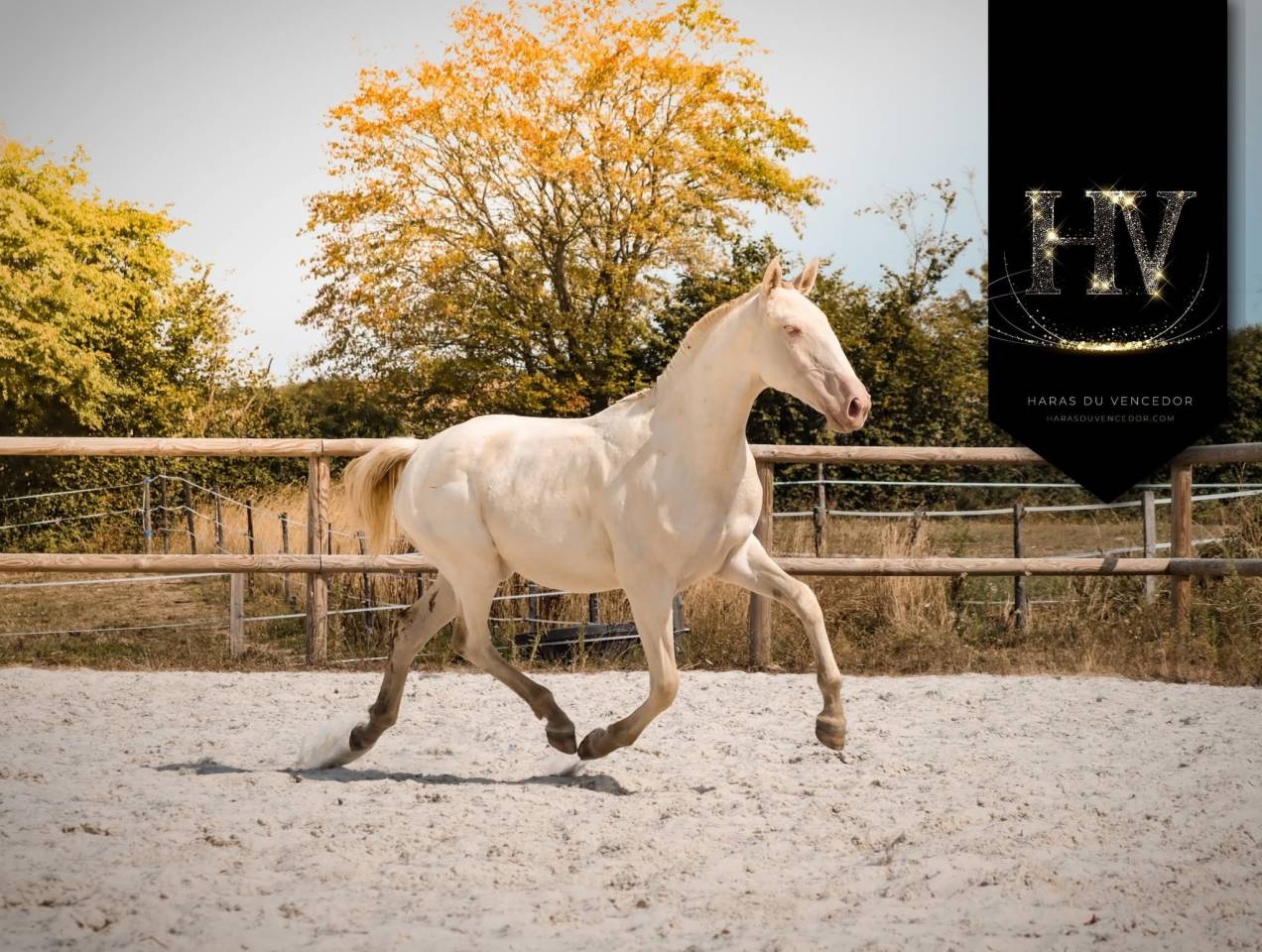 Filly Lusitano For sale 2024 Perlino