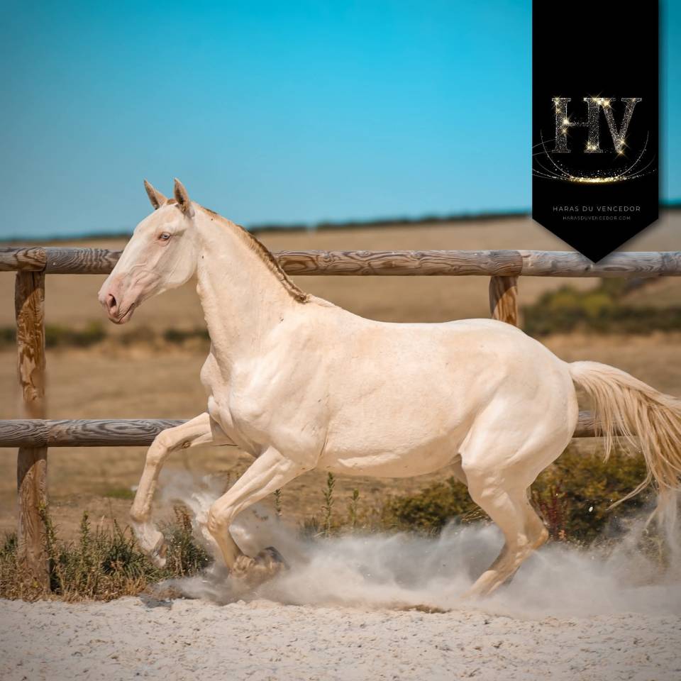 Filly Lusitano For sale 2024 Perlino