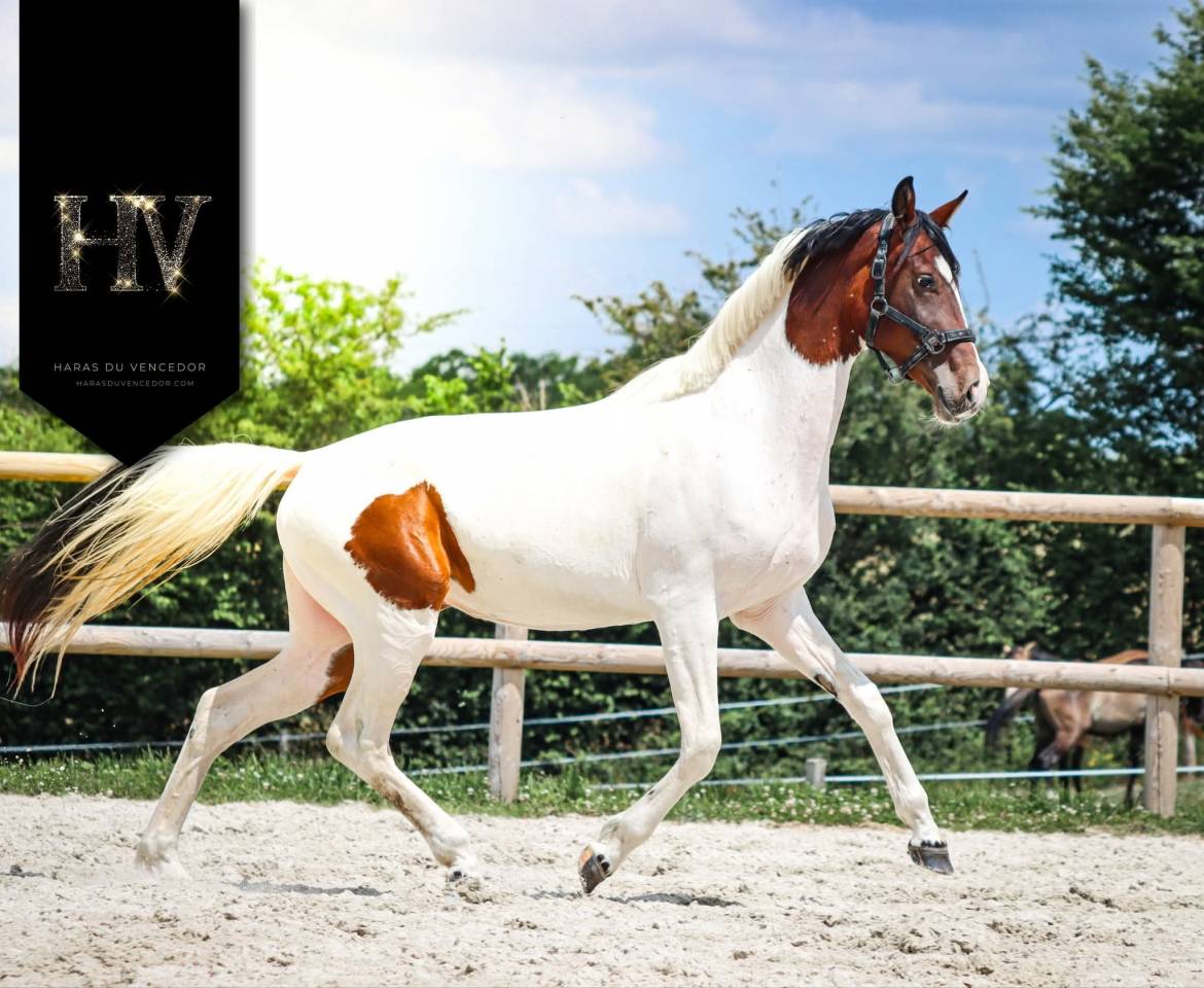 Mare KWPN Dutch Warmblood For sale 2023 Tobiano