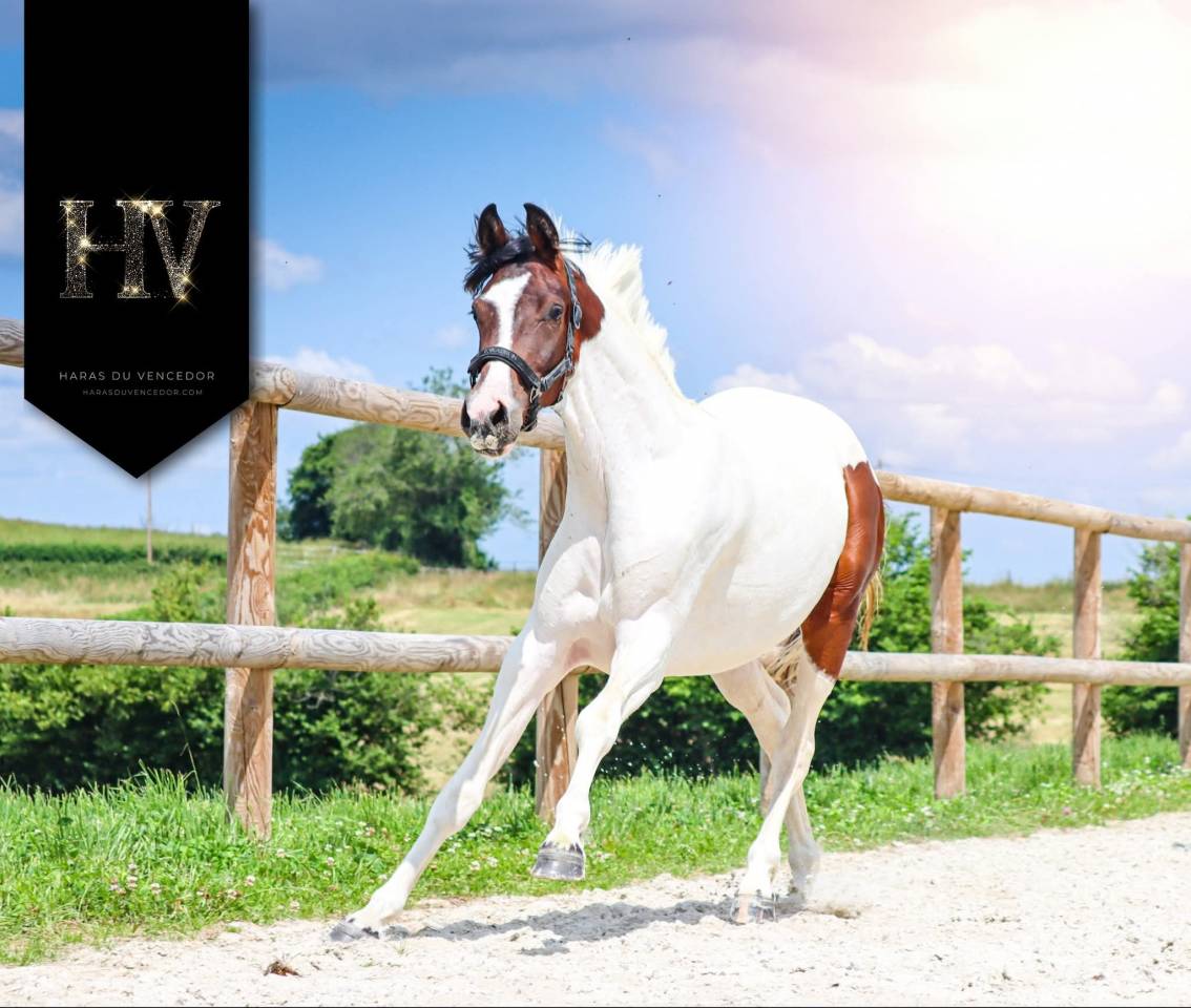 Mare KWPN Dutch Warmblood For sale 2023 Tobiano