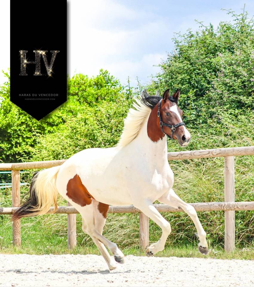 Mare KWPN Dutch Warmblood For sale 2023 Tobiano