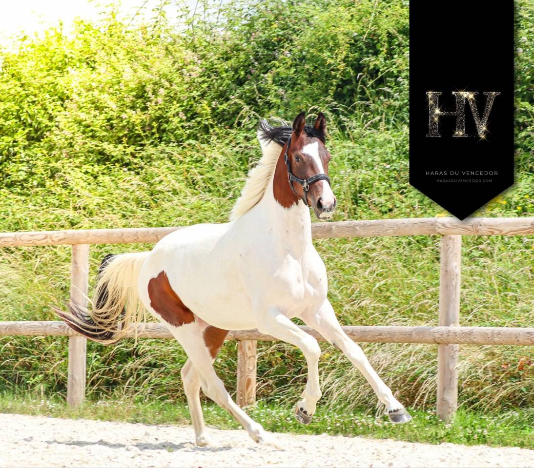 Mare KWPN Dutch Warmblood For sale 2023 Tobiano
