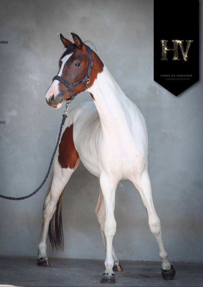 Mare KWPN Dutch Warmblood For sale 2023 Tobiano