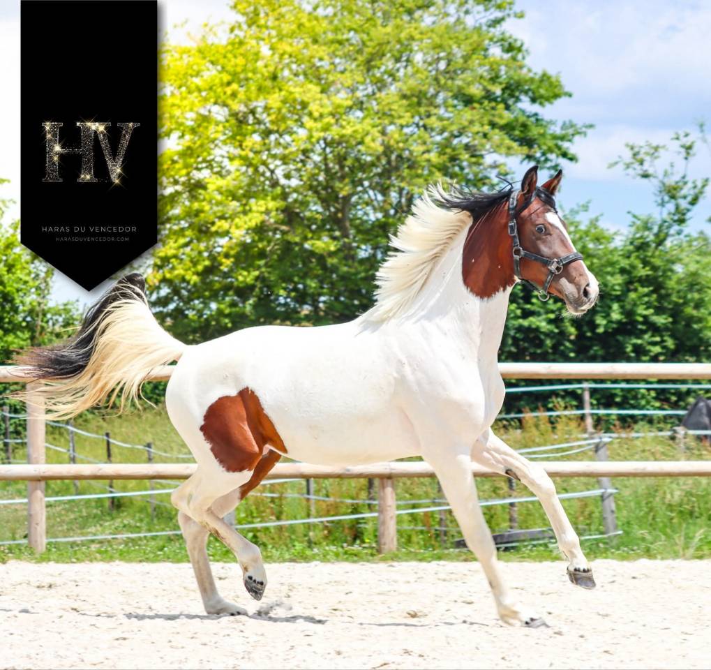 Mare KWPN Dutch Warmblood For sale 2023 Tobiano