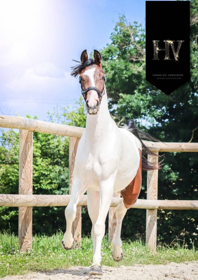 Mare KWPN Dutch Warmblood For sale 2023 Tobiano