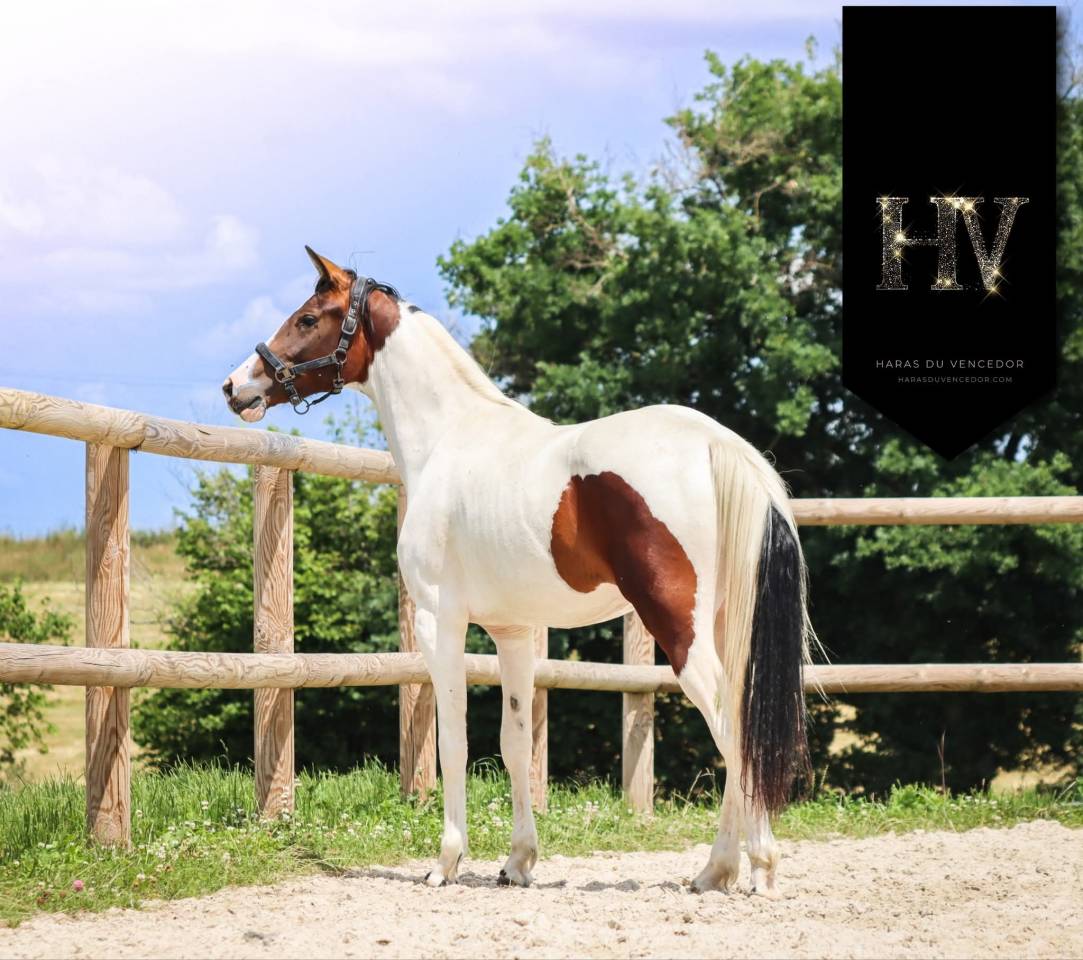 Mare KWPN Dutch Warmblood For sale 2023 Tobiano